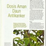 Teh Daun Sirsak